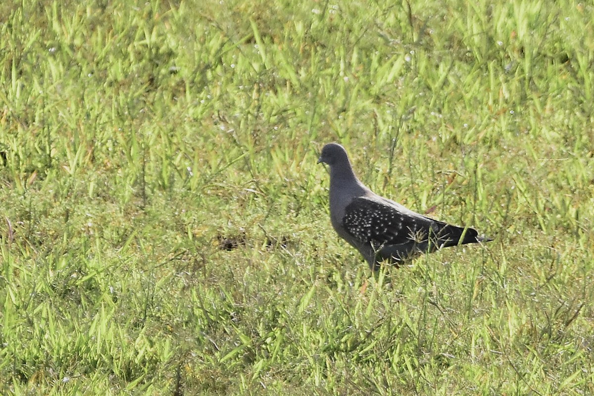 Spot-winged Pigeon - ML647549311