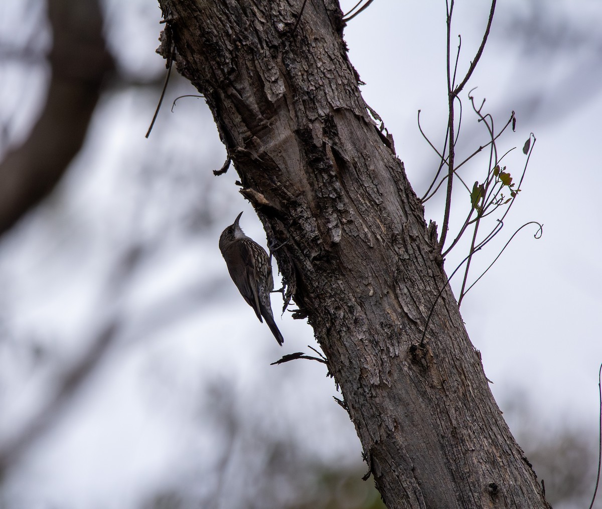 White-throated Treecreeper - ML647549312