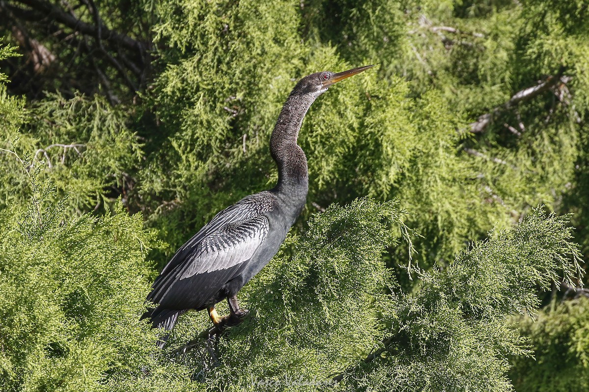 Anhinga - ML647549314