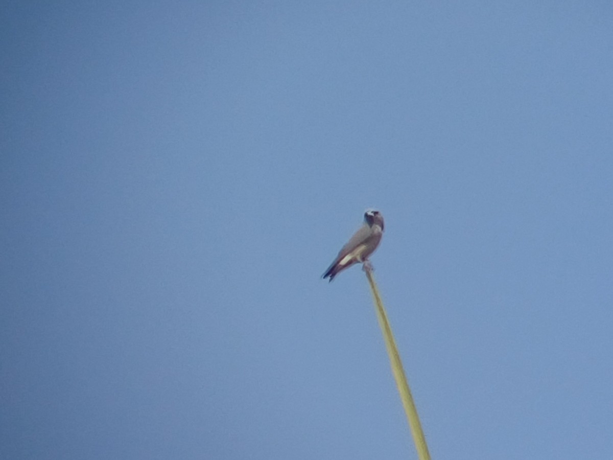 Ashy Woodswallow - ML647549315