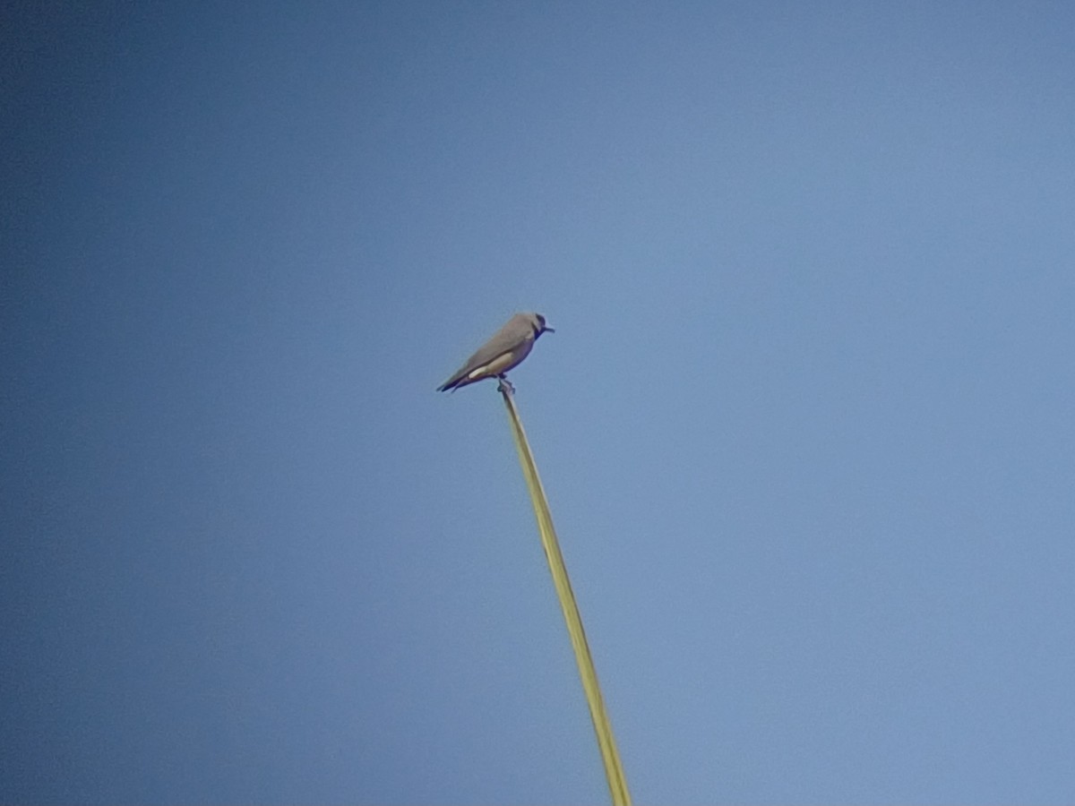 Ashy Woodswallow - ML647549316