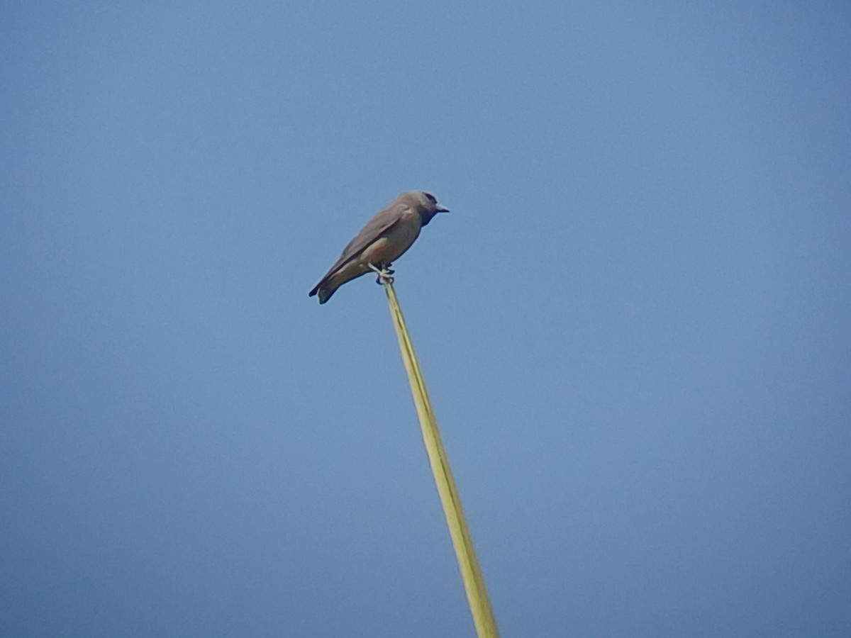 Ashy Woodswallow - ML647549317