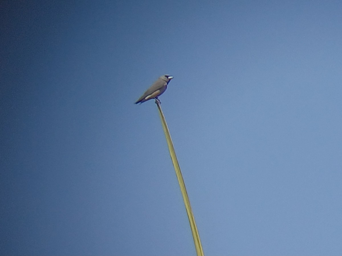 Ashy Woodswallow - ML647549318