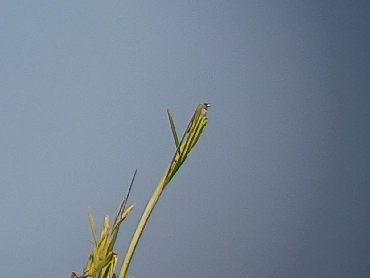 Ashy Woodswallow - ML647549320