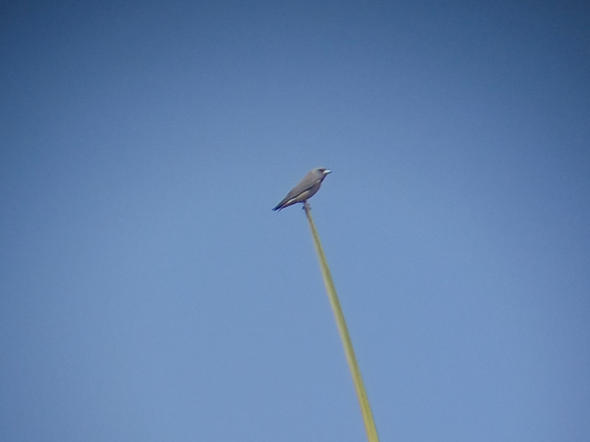 Ashy Woodswallow - ML647549321