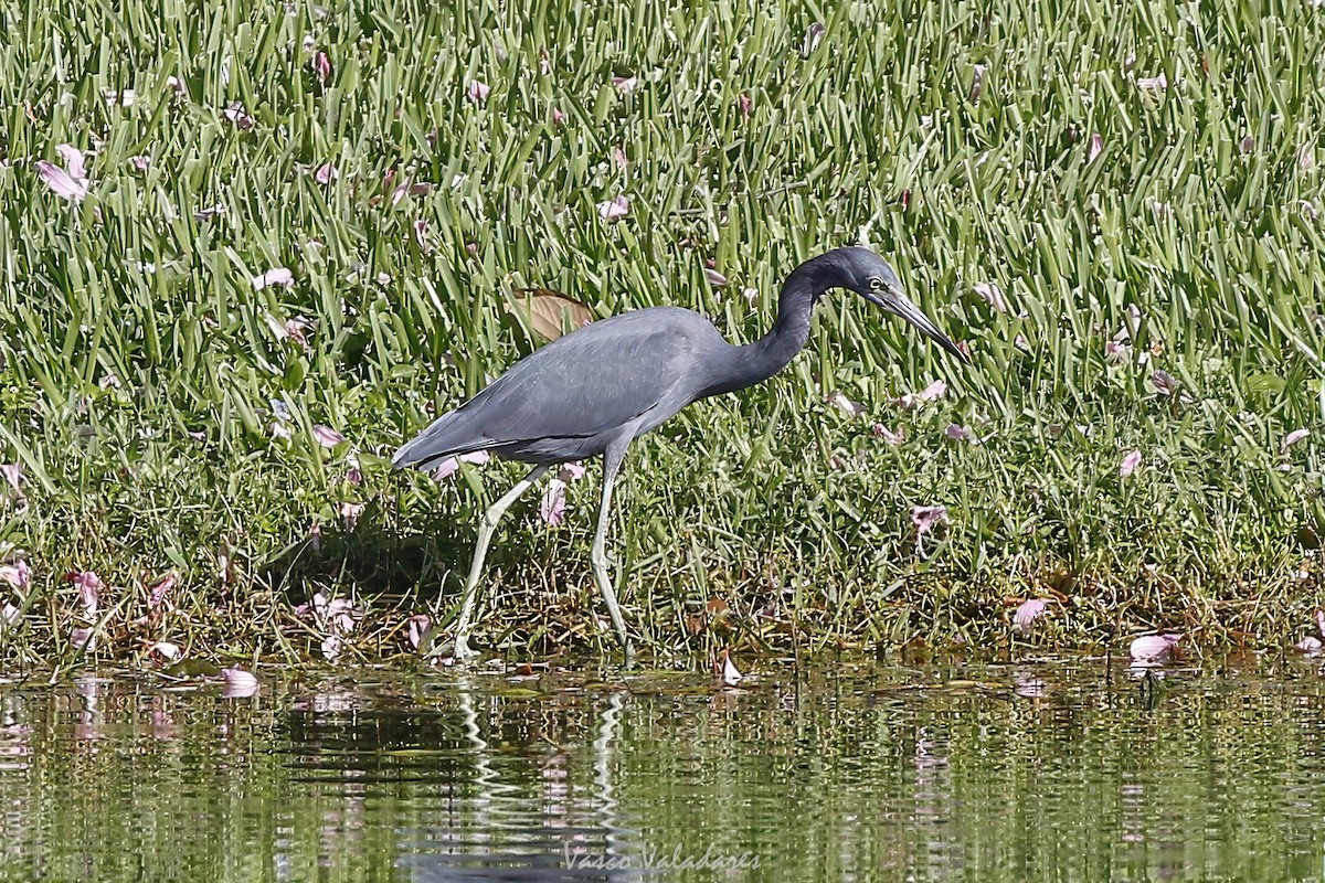 Little Blue Heron - ML647549322