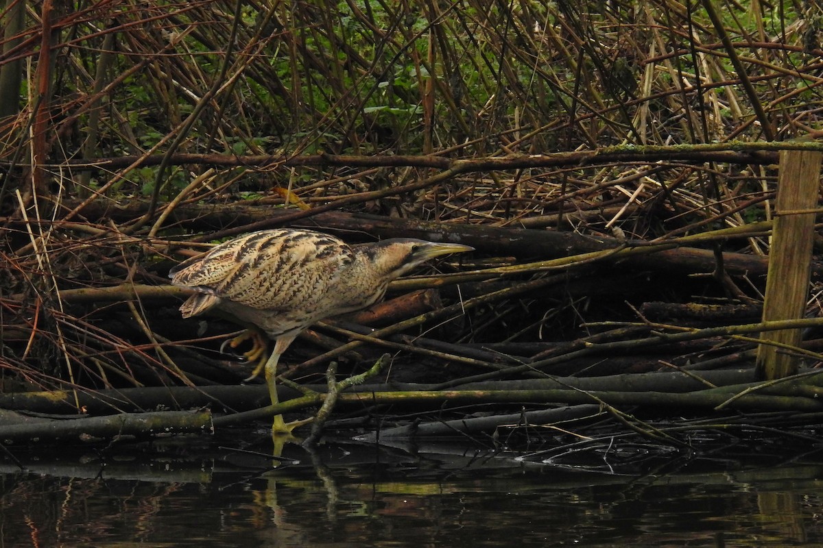 大麻鷺 - ML647549323