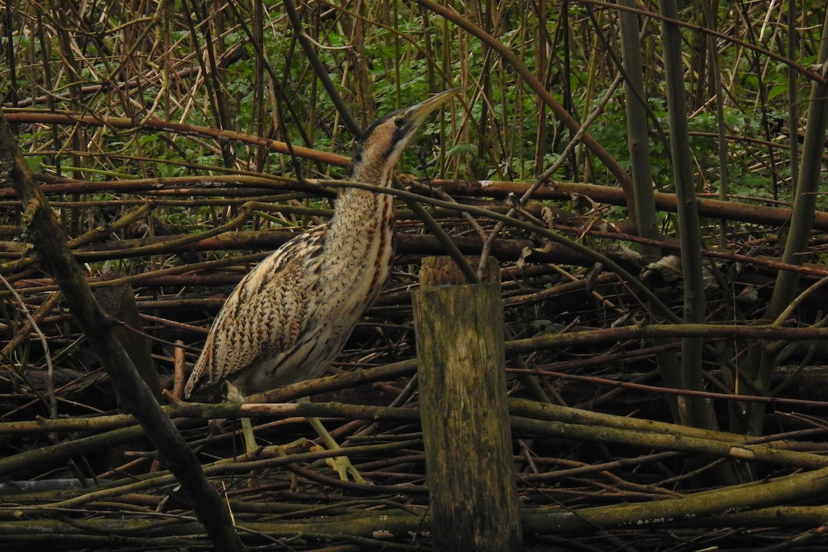 大麻鷺 - ML647549324