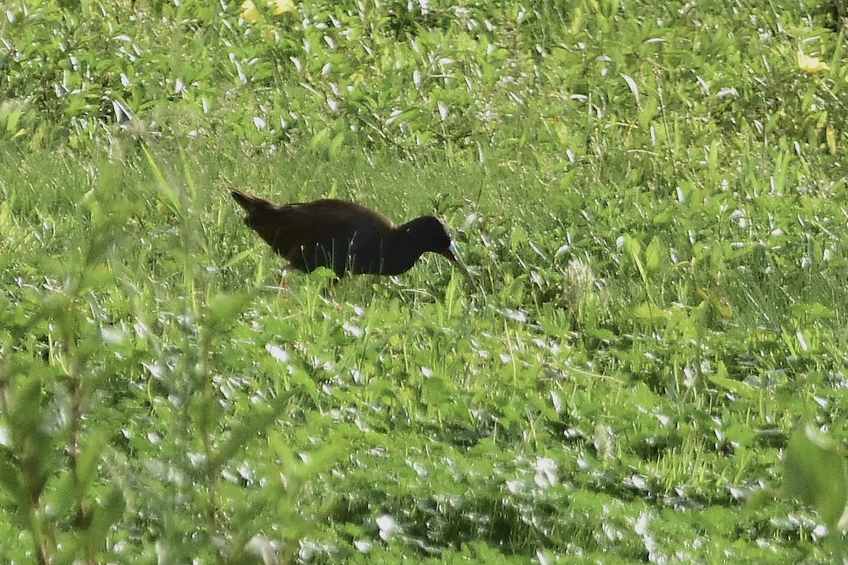 Plumbeous Rail - ML647549325