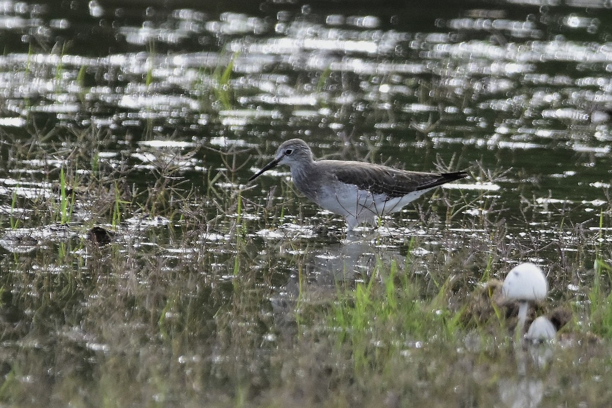 小黃腳鷸 - ML647549328