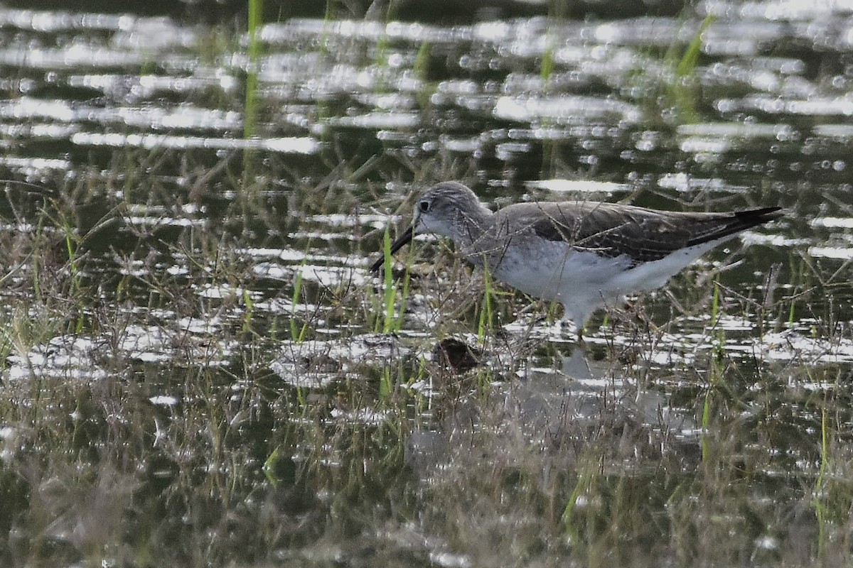 小黃腳鷸 - ML647549329