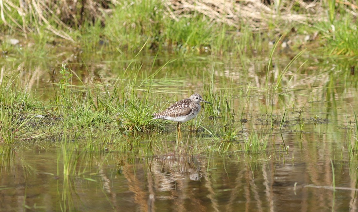 鷹斑鷸 - ML647549330