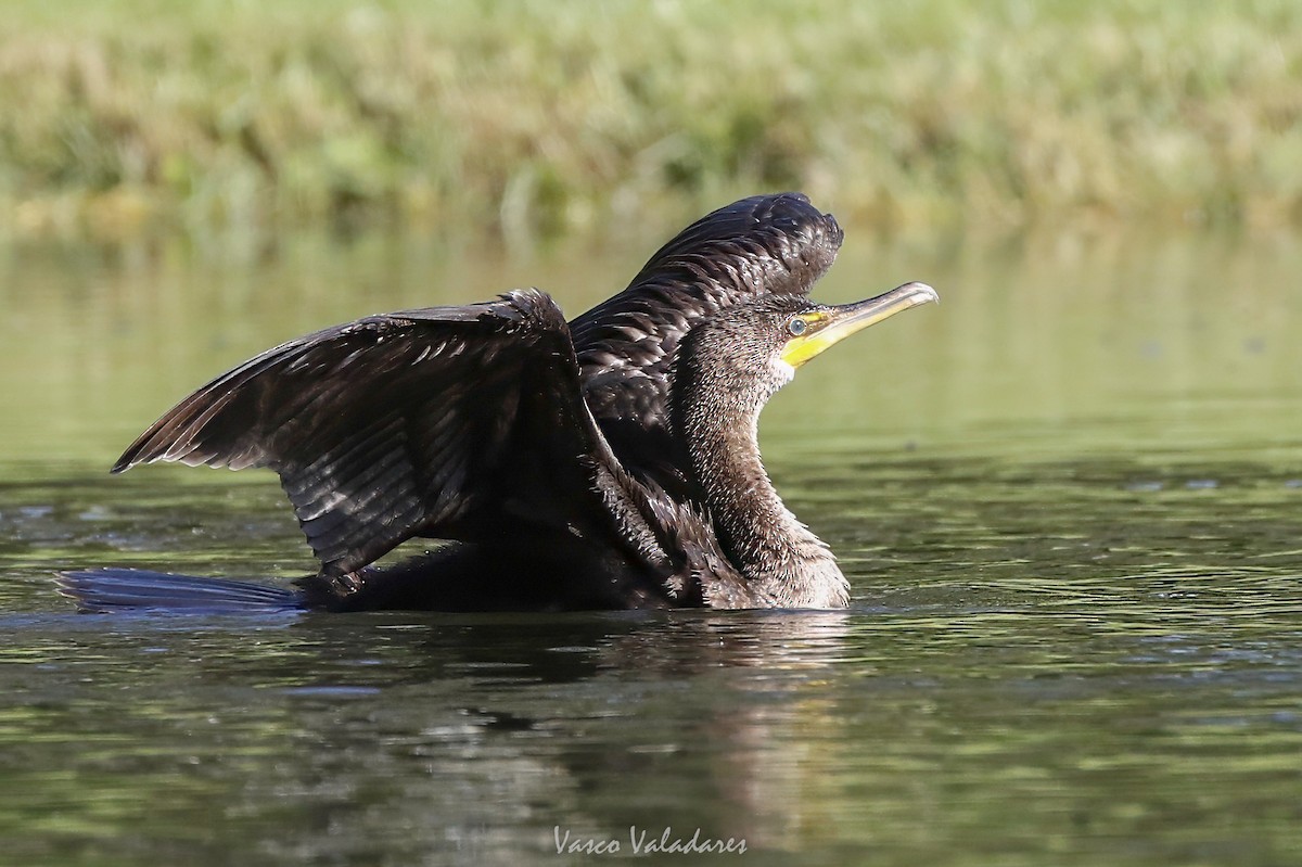 Double-crested Cormorant - ML647549331