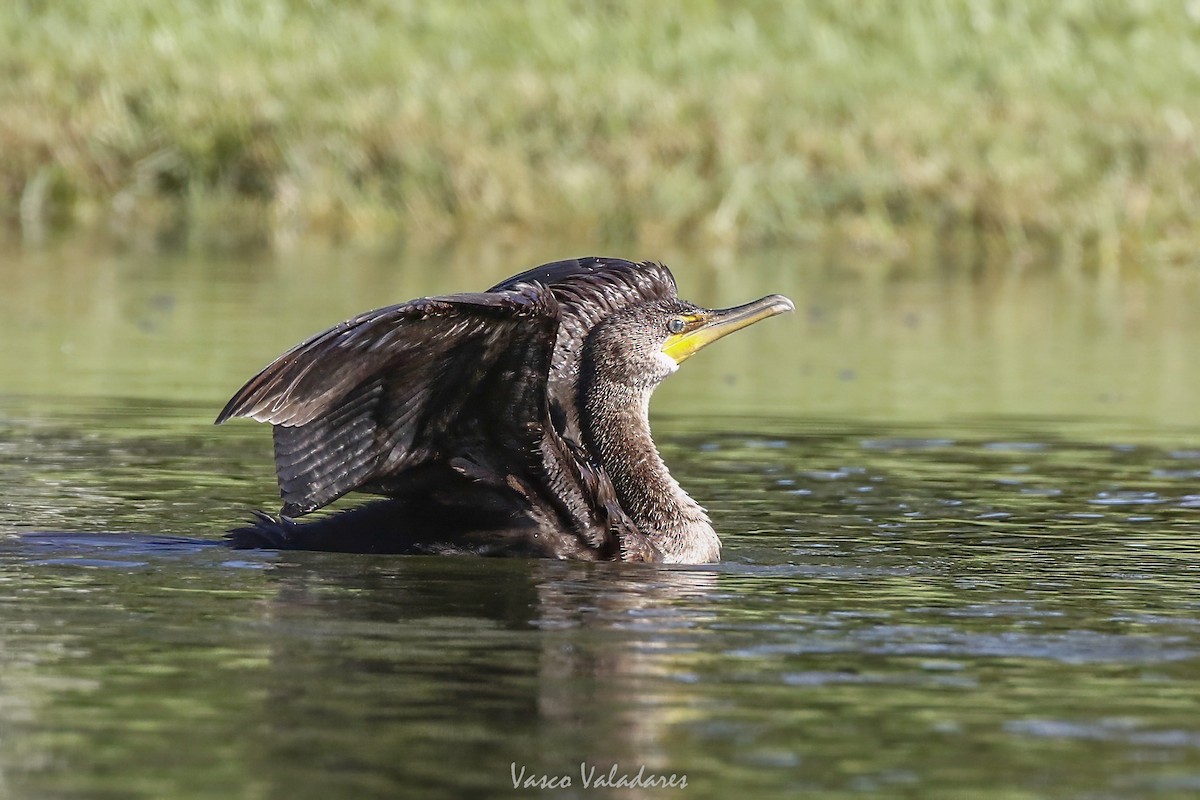 Double-crested Cormorant - ML647549332