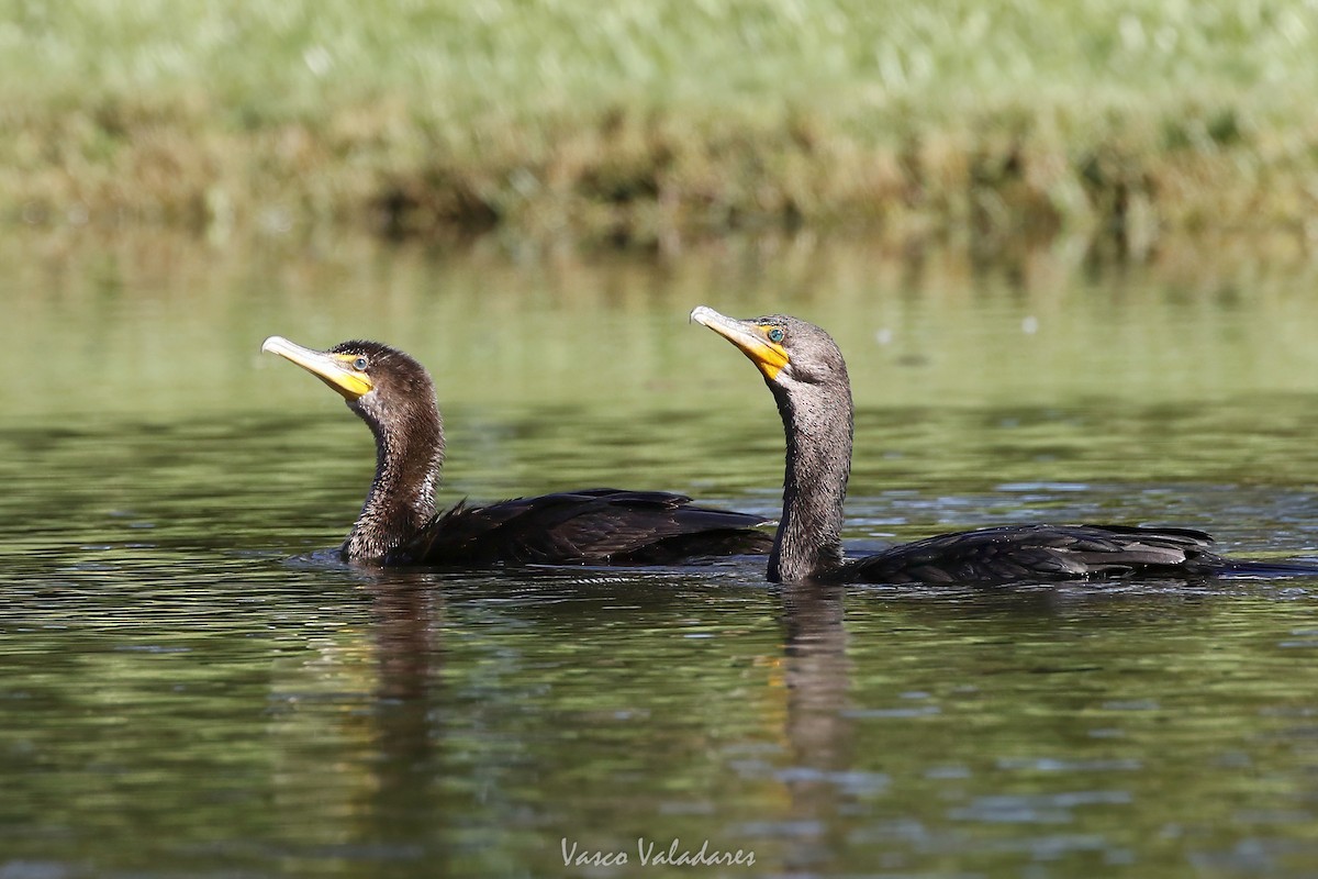 Double-crested Cormorant - ML647549333