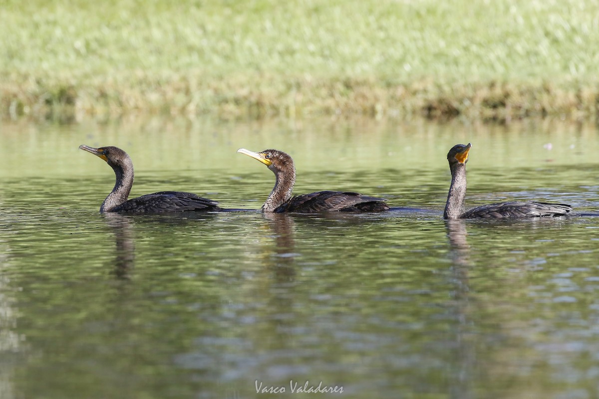 Double-crested Cormorant - ML647549334
