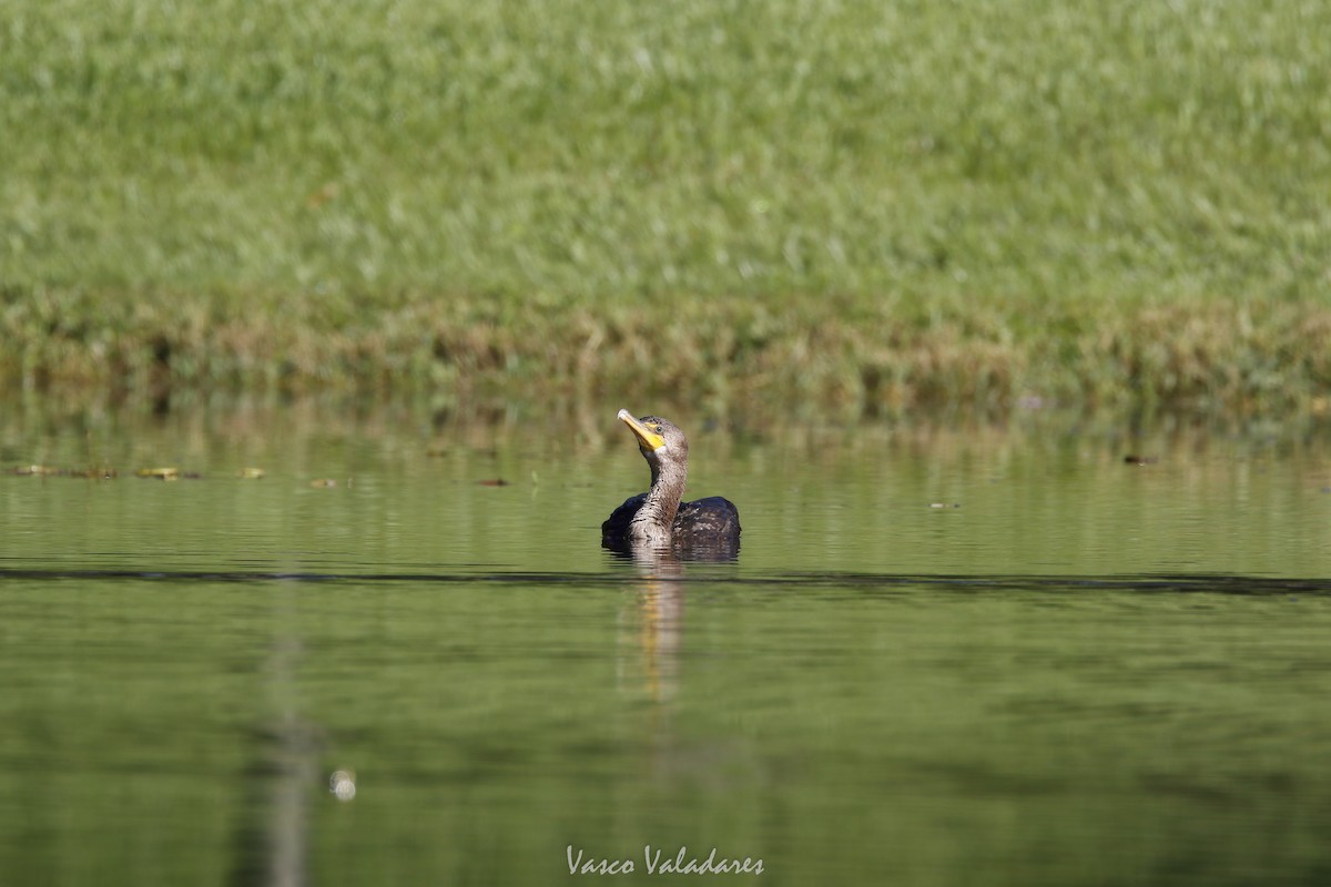 Double-crested Cormorant - ML647549337