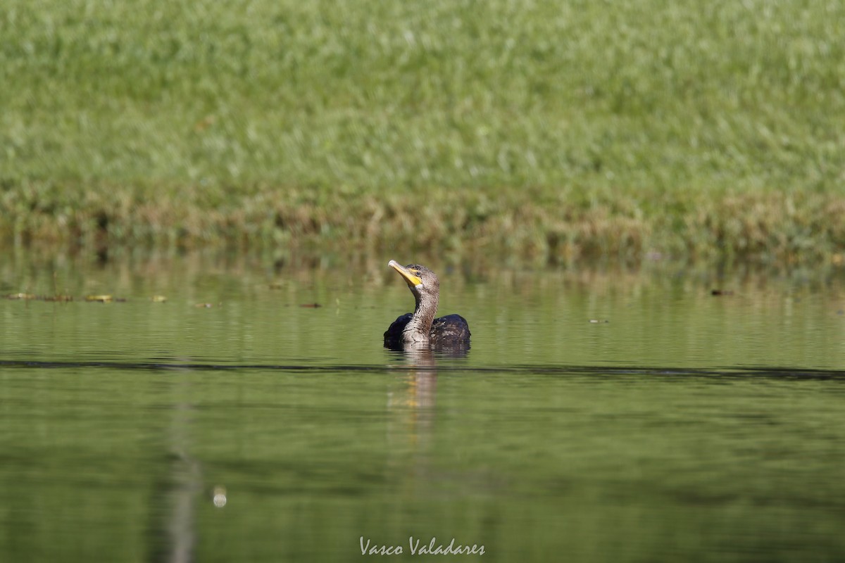 Double-crested Cormorant - ML647549338