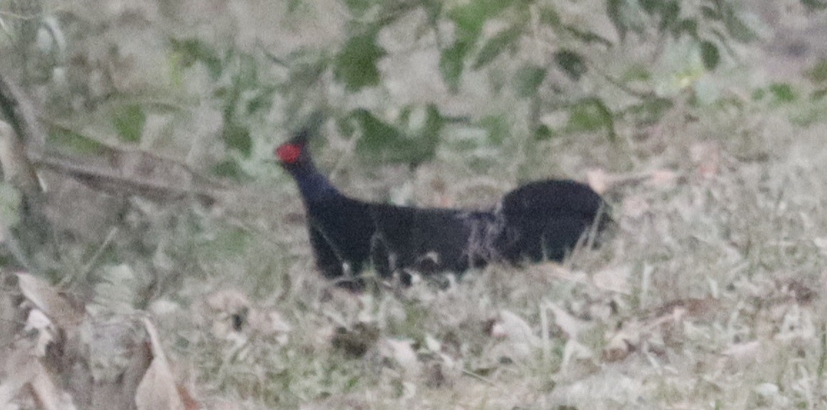 紅原雞 - ML647549339