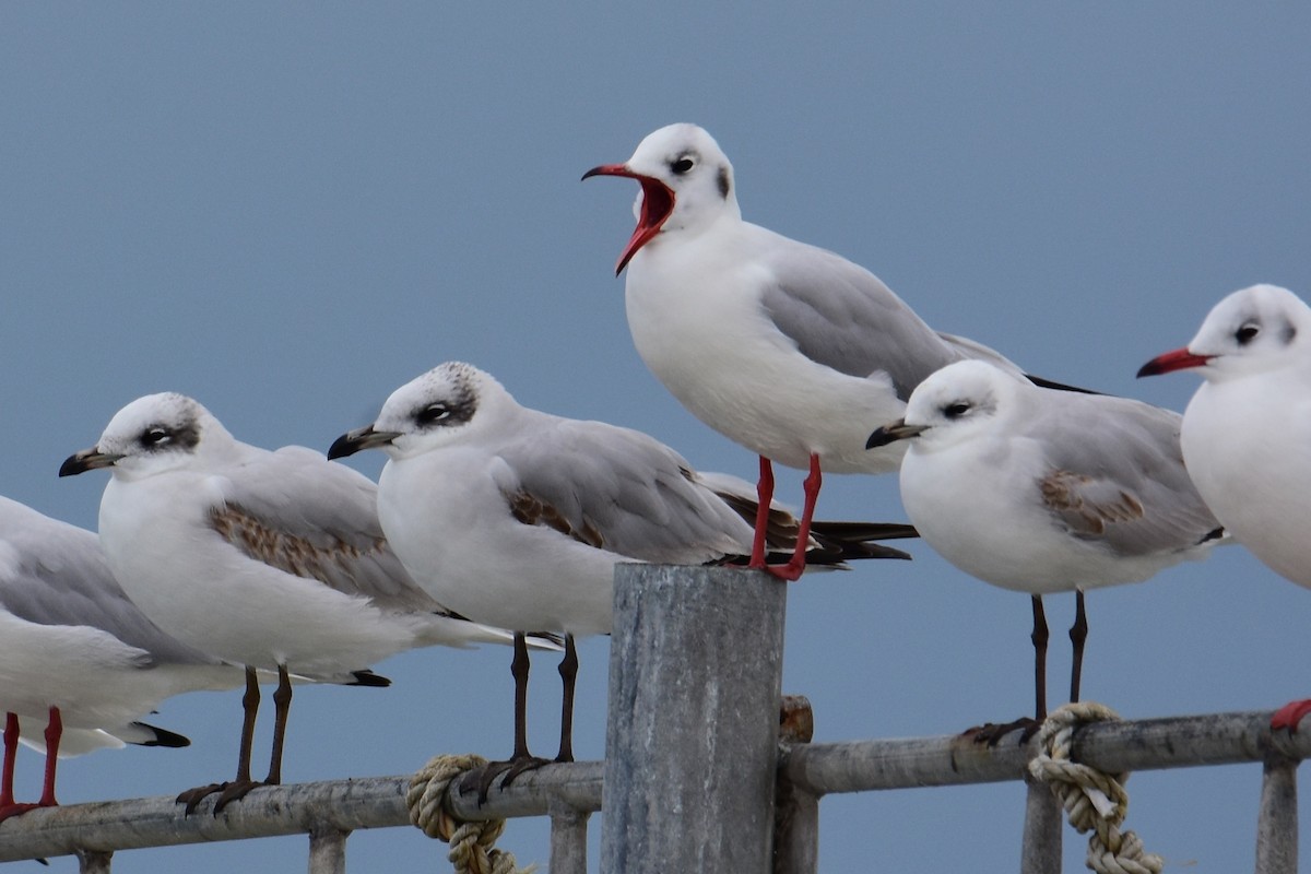 Mediterranean Gull - ML647549354