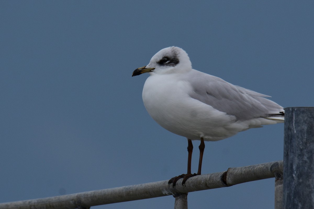 Mediterranean Gull - ML647549355