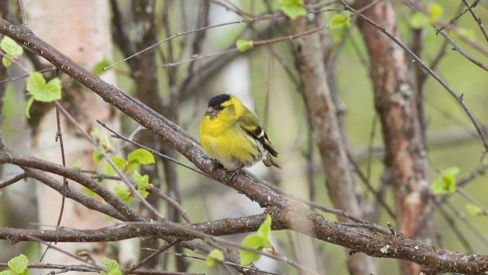 Eurasian Siskin - ML647549362