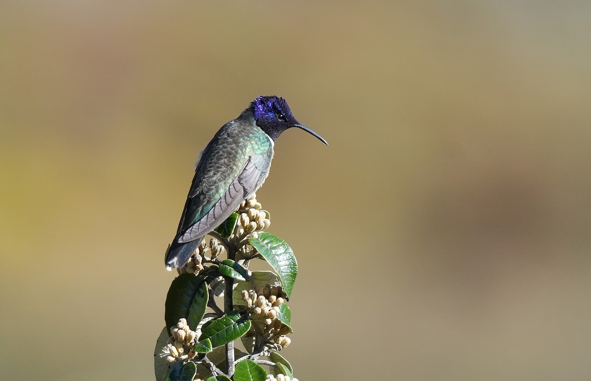 Ecuadorian Hillstar - ML647549369