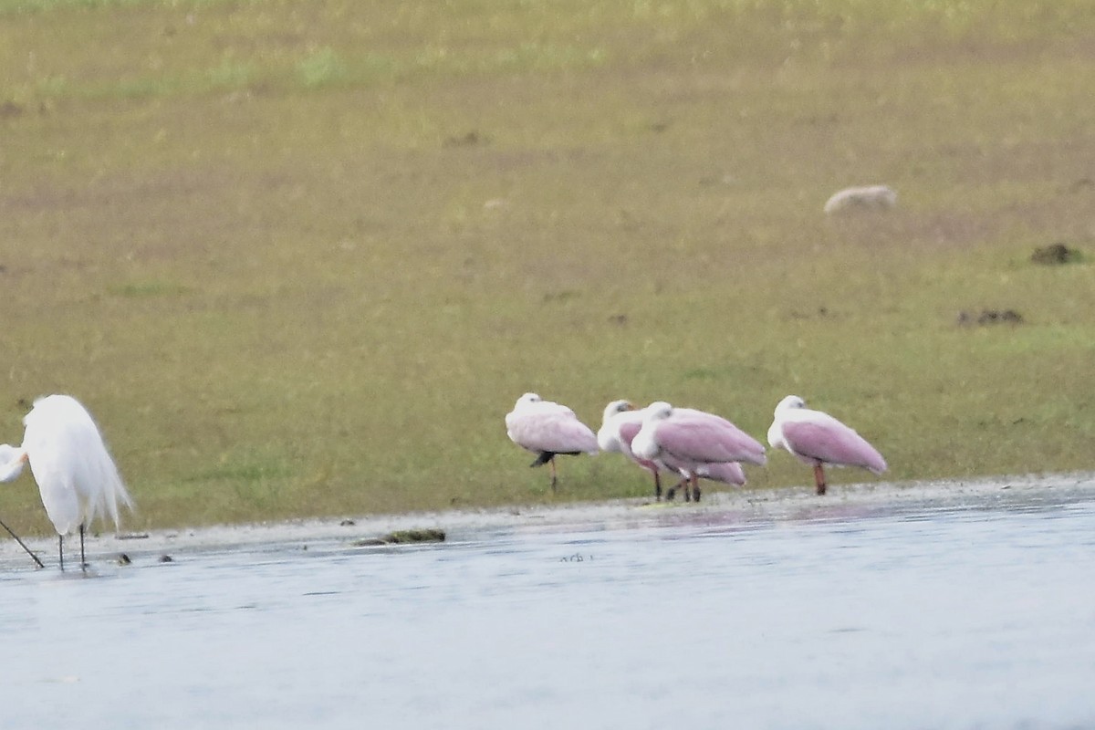 Roseate Spoonbill - ML647549372
