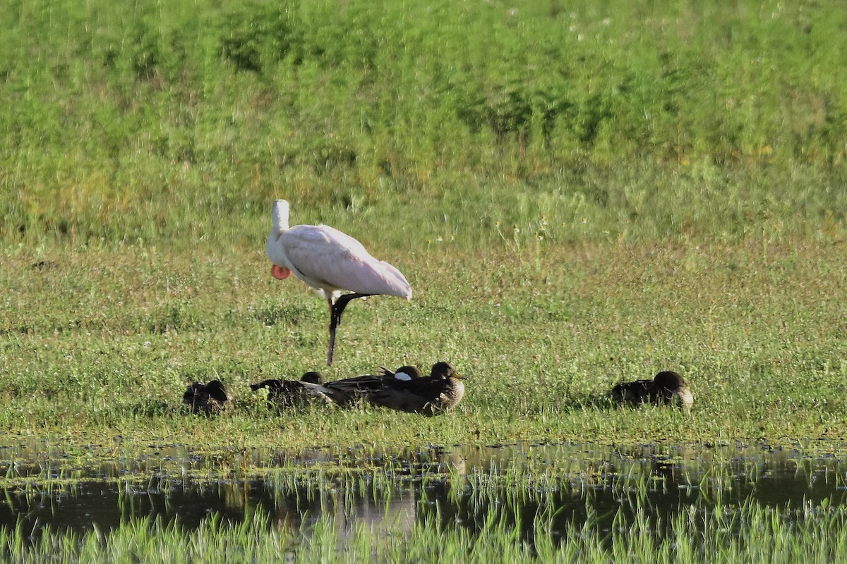 Roseate Spoonbill - ML647549373