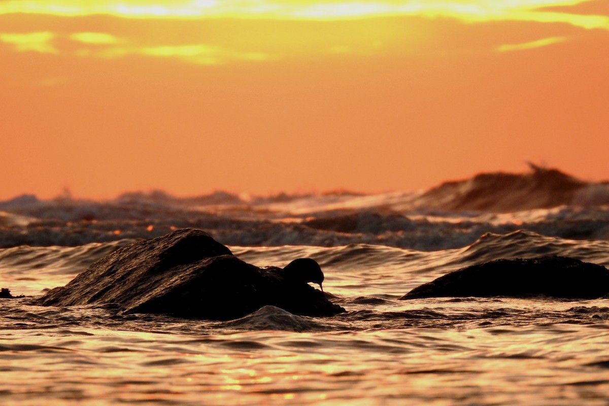 Purple Sandpiper - ML647549374