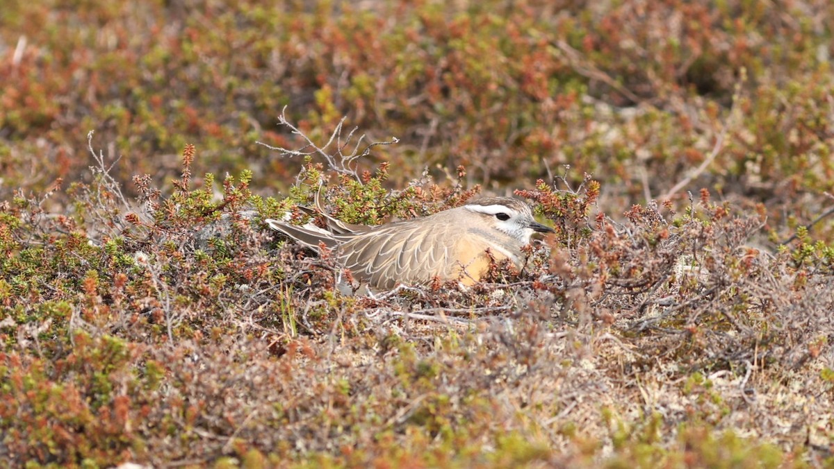 Eurasian Dotterel - ML647549375