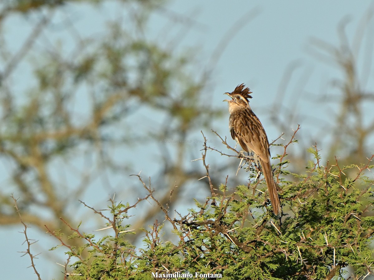 Striped Cuckoo - ML647549376