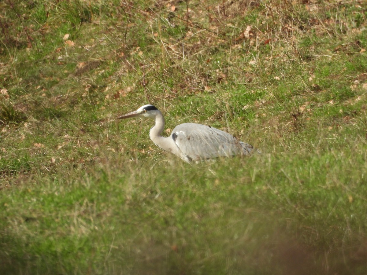 蒼鷺 - ML647549377