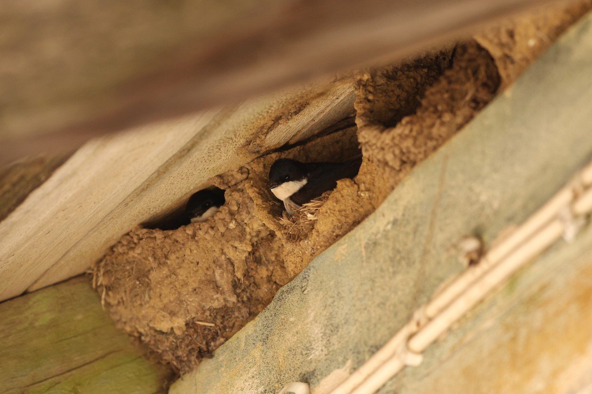 Western House-Martin - ML647549379