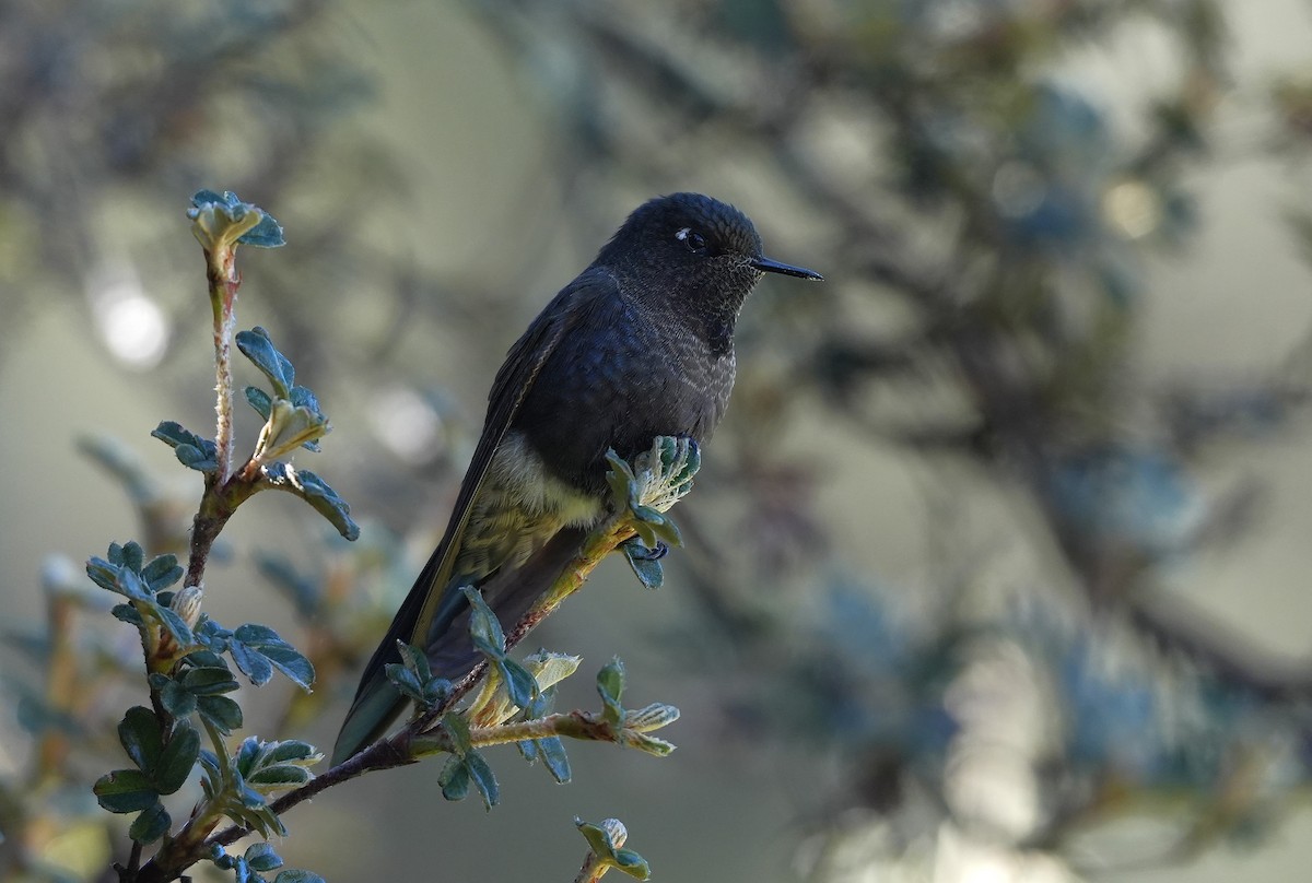 Blue-mantled Thornbill - ML647549380