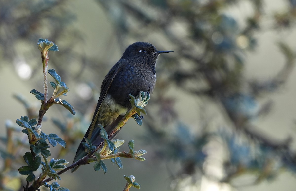 Blue-mantled Thornbill - ML647549381