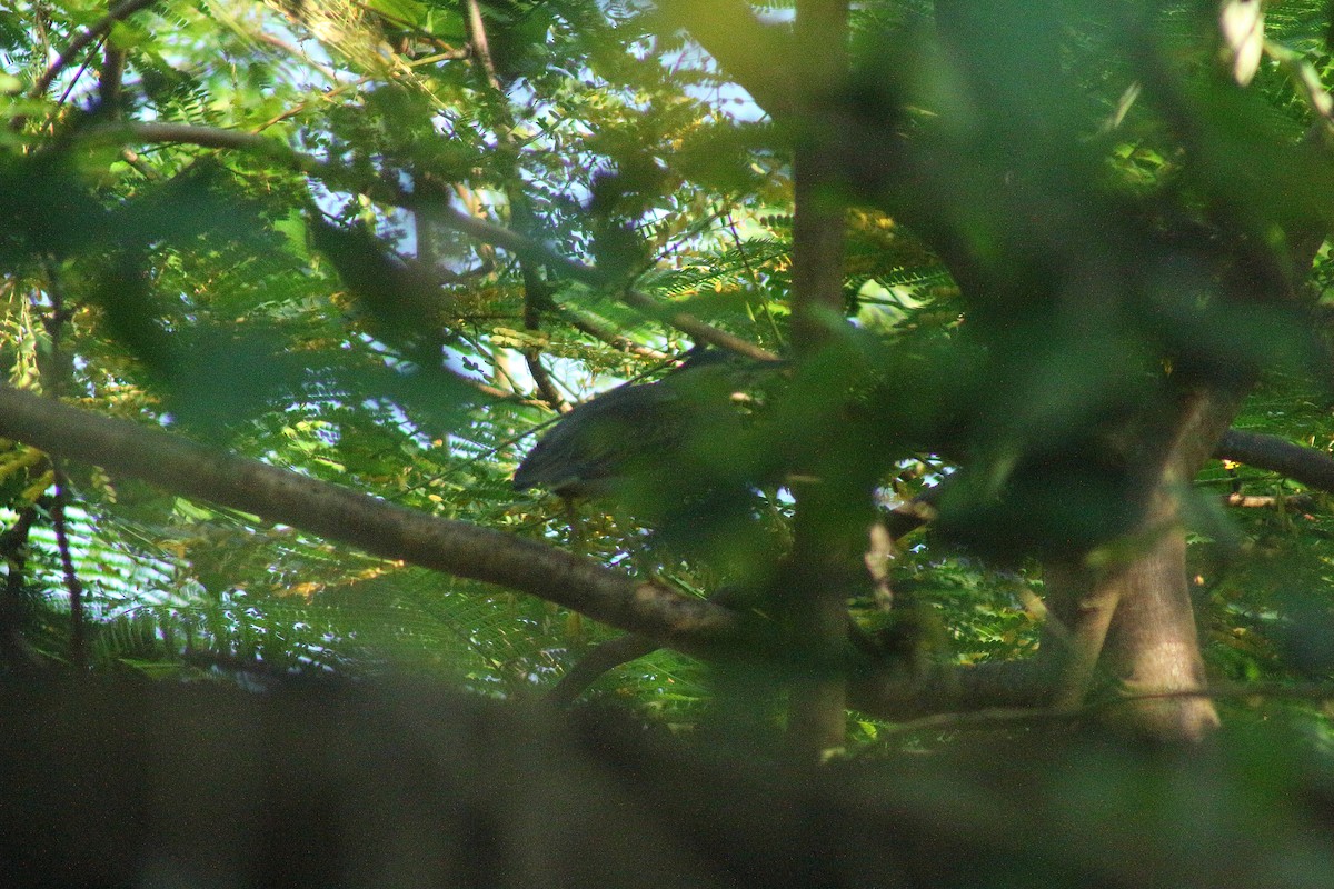 綠簑鷺 - ML647549382