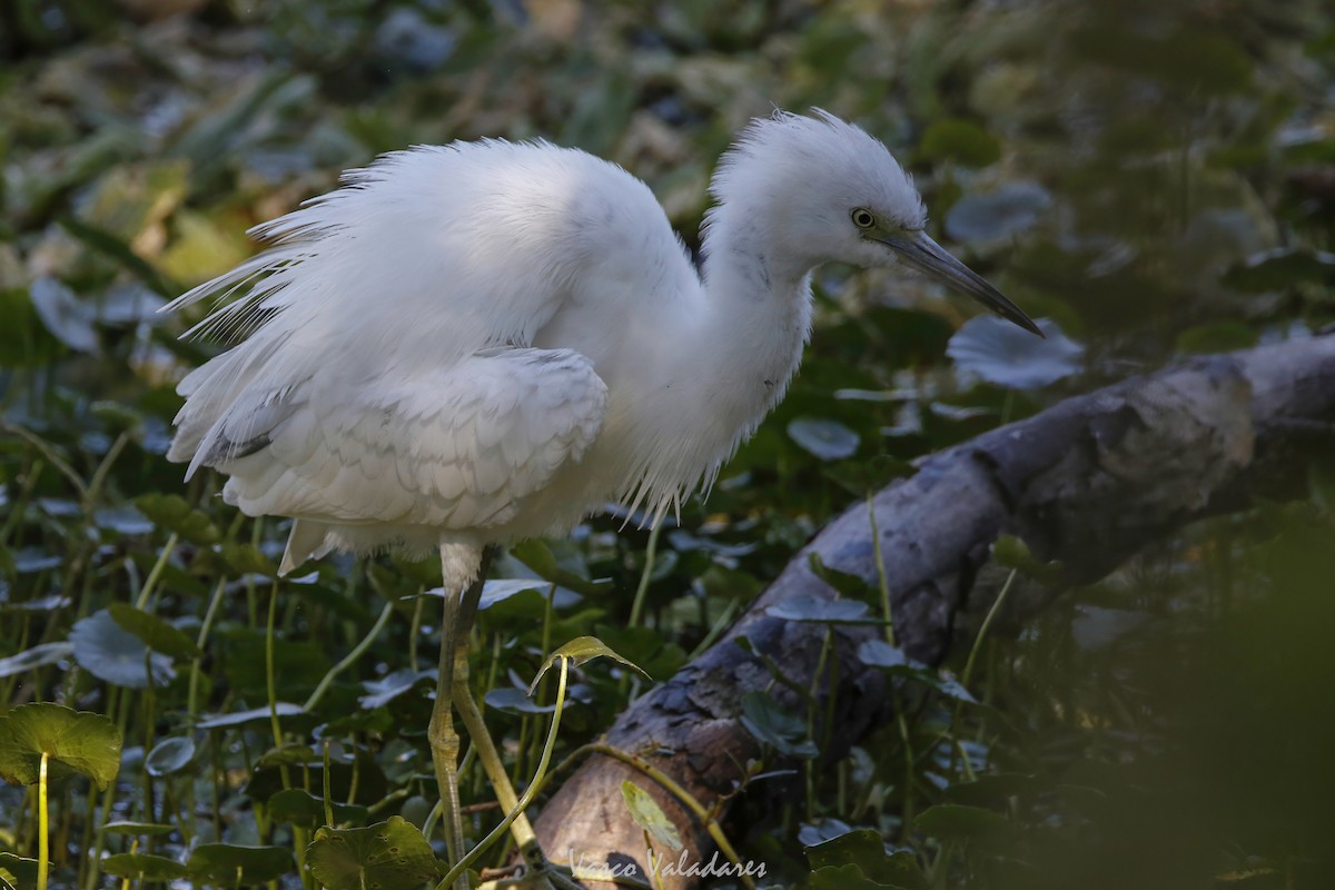 Little Blue Heron - ML647549385