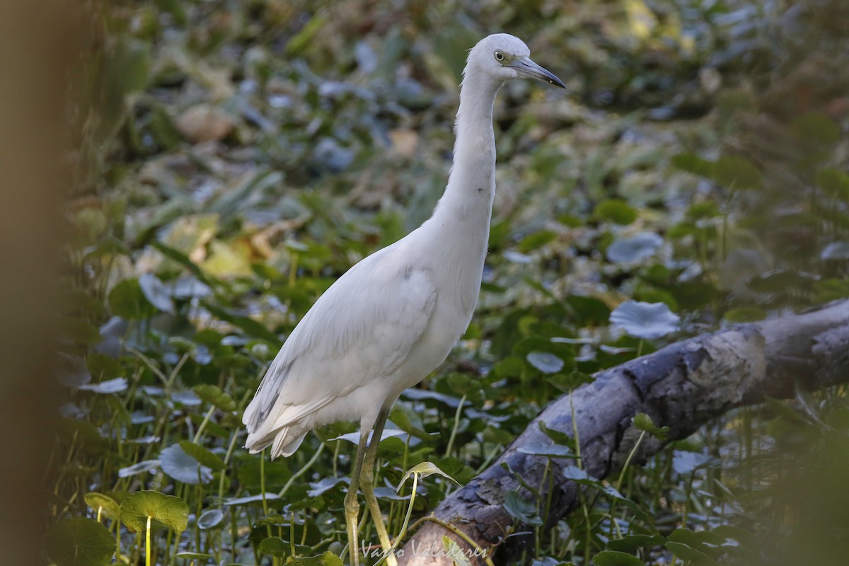 Little Blue Heron - ML647549386