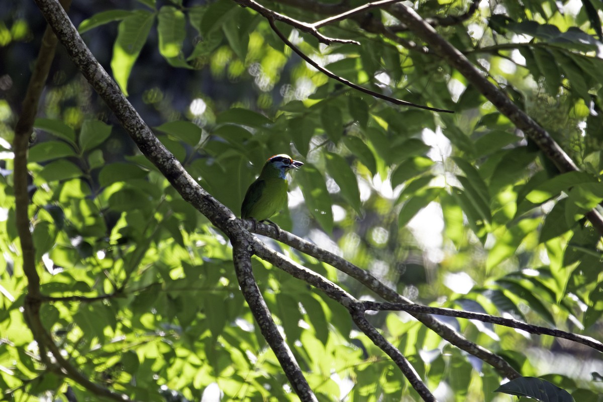 Moustached Barbet - ML647549387