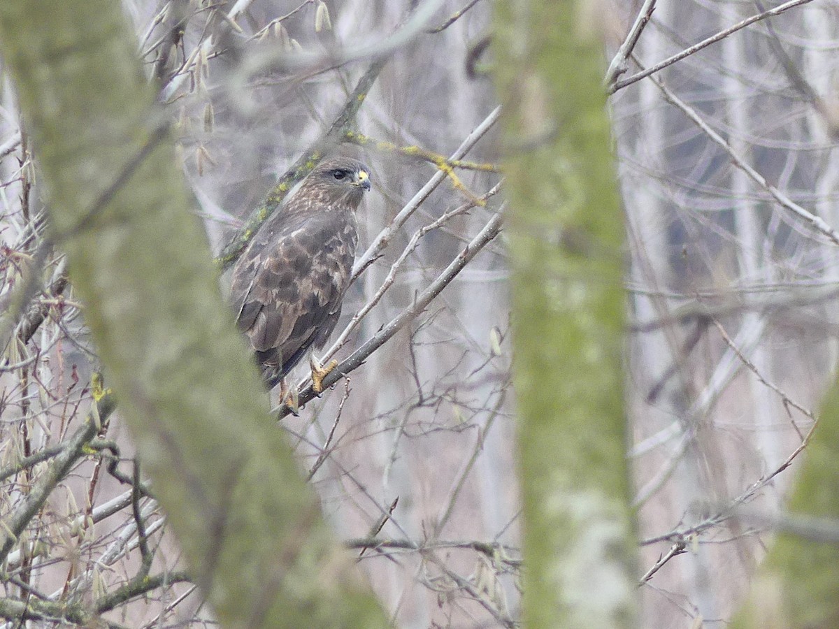 歐亞鵟 - ML647549388