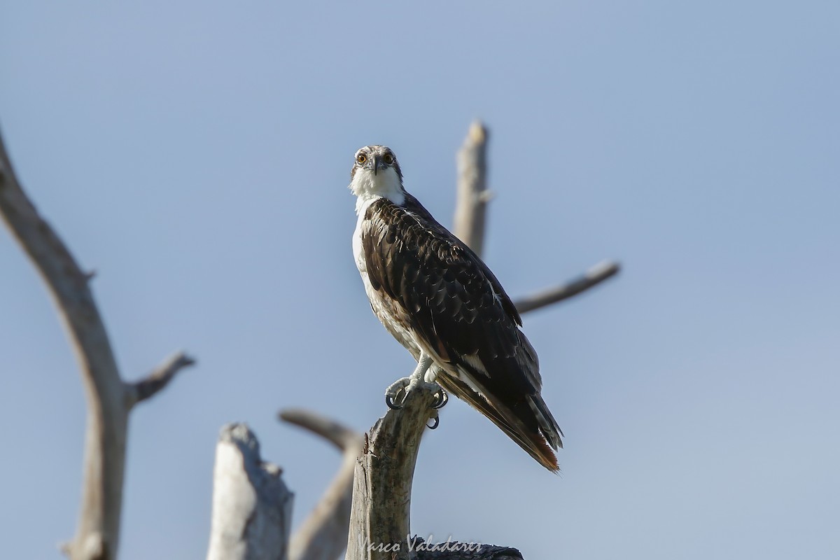 魚鷹 - ML647549390