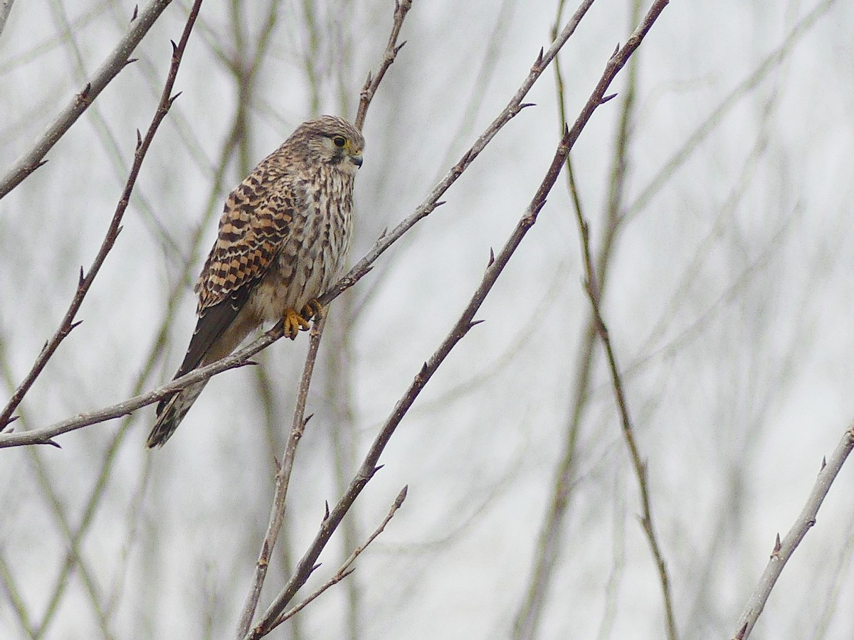 紅隼 - ML647549391