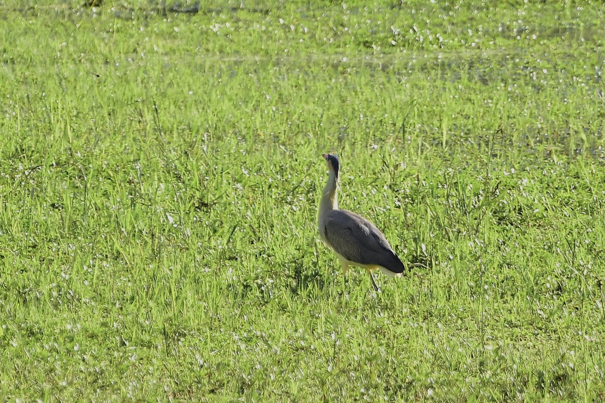 Whistling Heron - ML647549393
