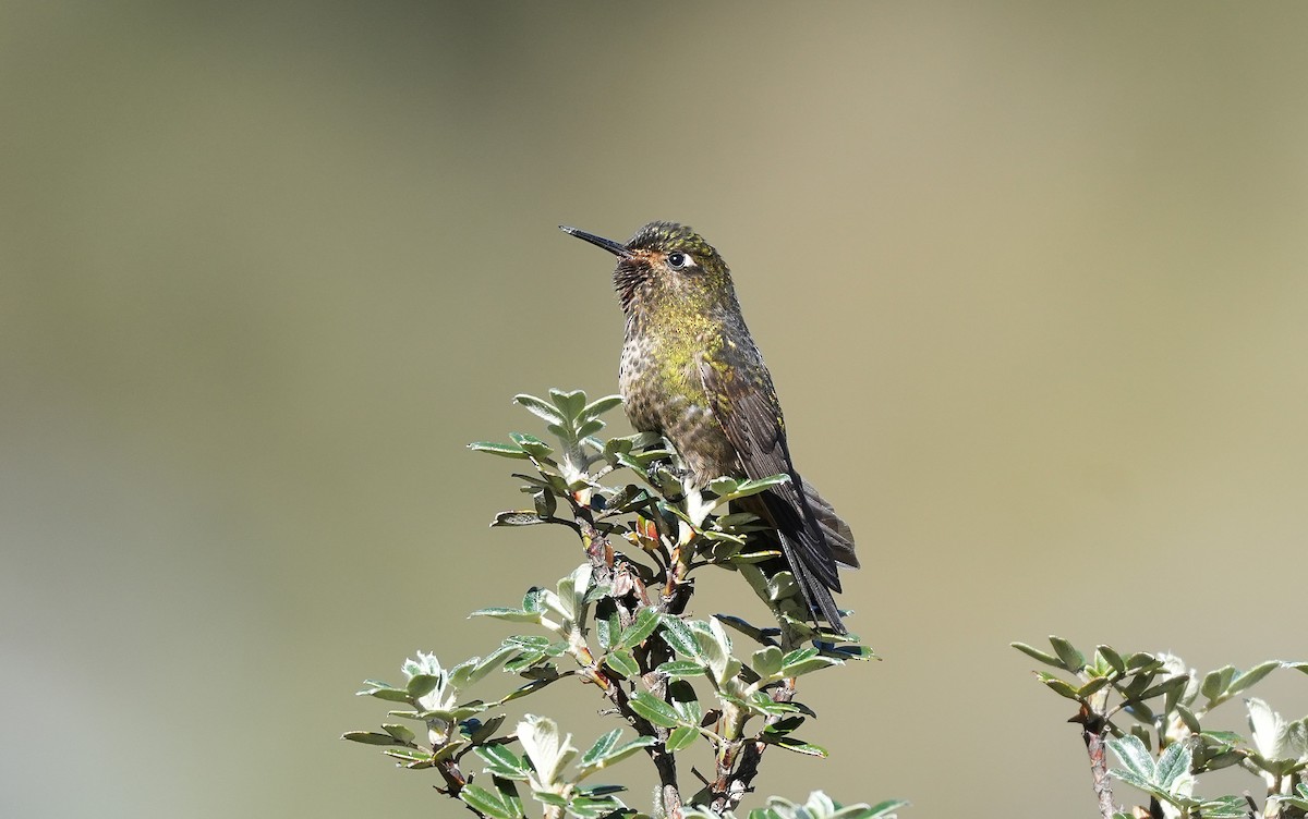 Violet-throated Metaltail - ML647549395
