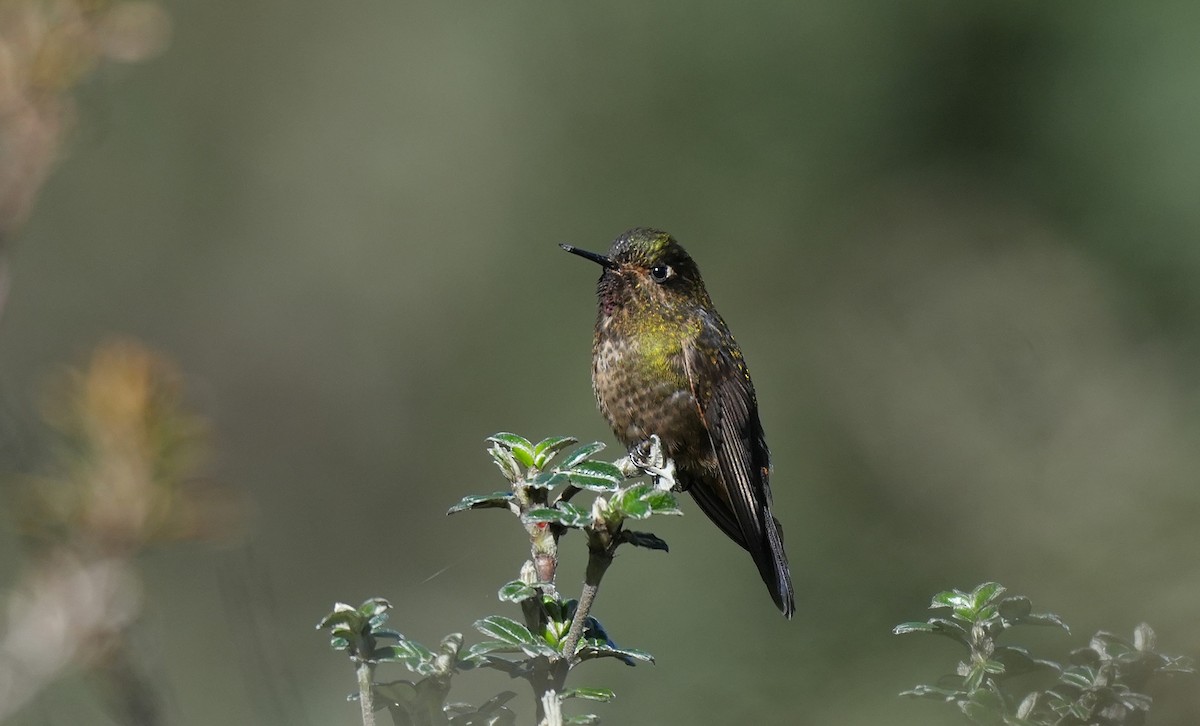 Violet-throated Metaltail - ML647549396