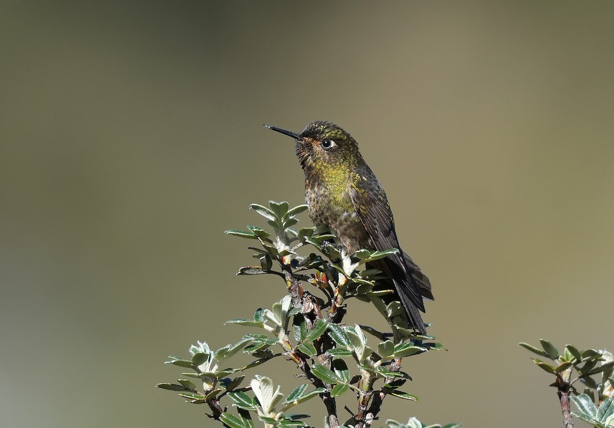 Violet-throated Metaltail - ML647549397