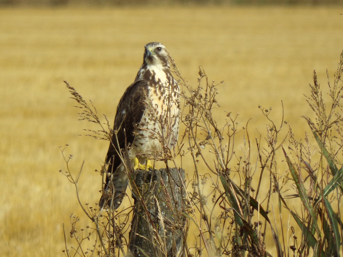 Swainson's Hawk - ML647549411