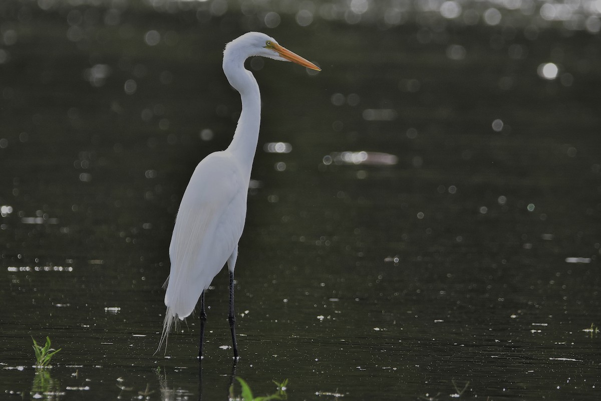 大白鷺 - ML647549414