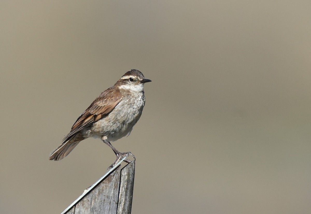 Chestnut-winged Cinclodes - ML647549418